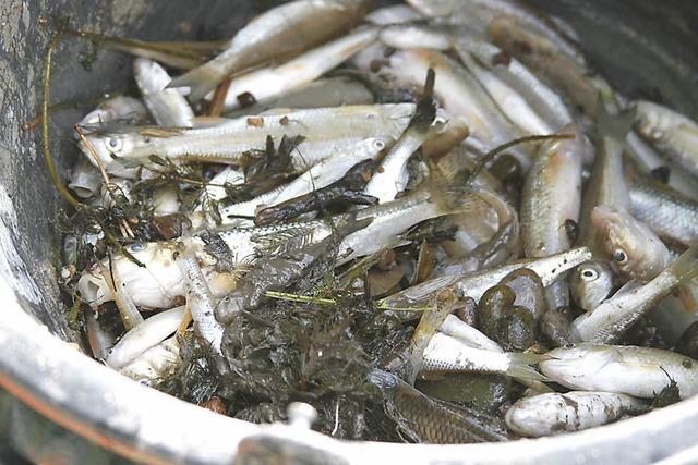 Fischsterben bei Lahr: Strfall in der Klranlage