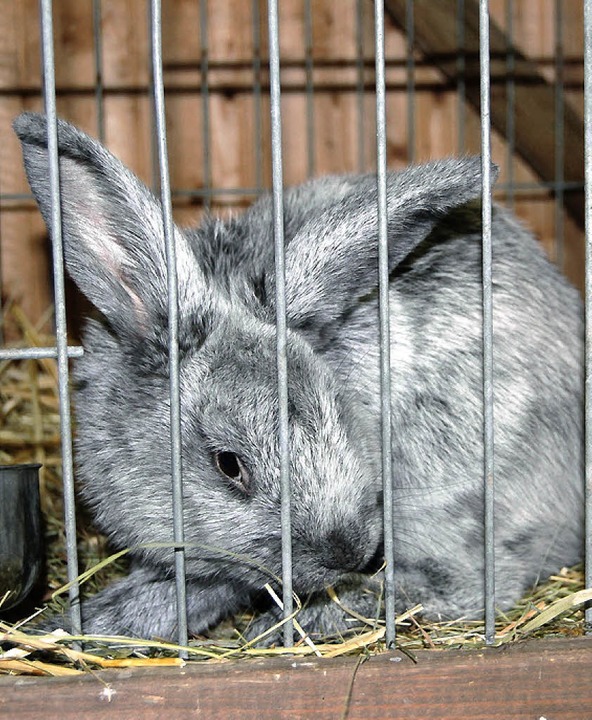Süßen  Kaninchennachwuchs konnte man  ...intierzuchtvereins Hausen bewundern.    | Foto: Paul Berger
