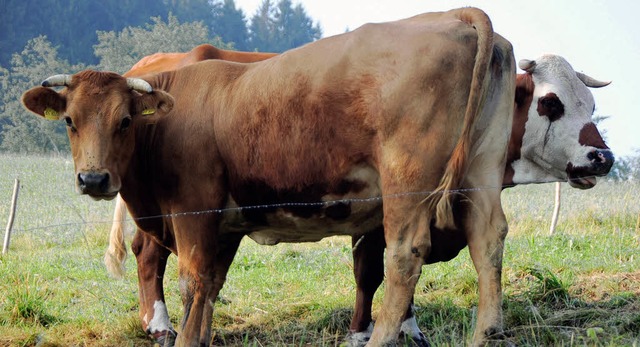 Eine Kuh macht muh, viele Khe machen ...cht nur ber den leidigen Milchpreis.   | Foto: Bernd Fackler