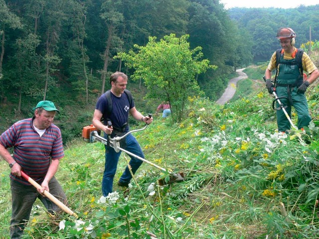 Vor allem der Goldrute rckten Winzer ...atz  am Schelinger Kirchberg zu Leibe.  | Foto: privat