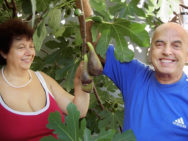 Giuseppa und Carmello Tummino an ihrem Feigenbaum.  | Foto: PAUL BERGER