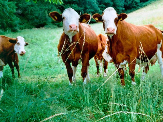 Es gibt immer weniger dieser sympathischen &#8222;Landschaftspfleger&#8220;.   | Foto: Wolfgang Grosholz