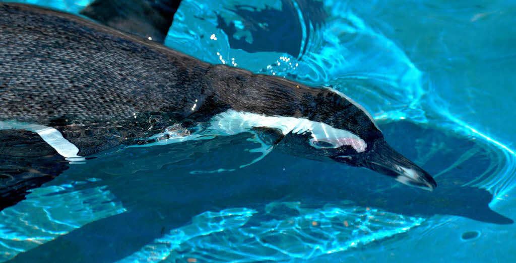 Abgetaucht ist dieser Brillenpinguin am Donnerstag  im Zoo Leipzig.