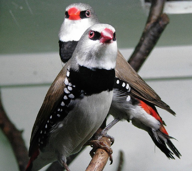 Bei der Vogelausstellung der Zeller Vo...aren wunderschne Exemplare zu sehen.   | Foto: Kristin Fritz