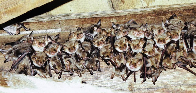 Fledermuse fhlen sich auch auf der B...schon bis zu 200 Tiere gezhlt wurden.  | Foto: Beathalter