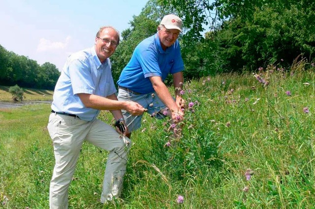 Die Mitarbeiter des Regierungsprsidiu...amenreife der Wiesen am Leopoldskanal.  | Foto: Regierungsprsidium Freiburg