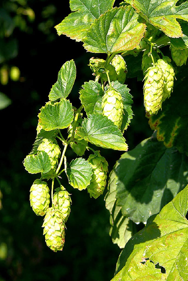 Hopfendolden kurz vor der Ernte  | Foto: Rtschlin