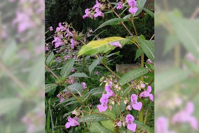 Kampf dem Springkraut im Murgtal