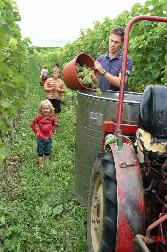 Gestern herbstete  kowinzer Philipp R...milie, wie das im Weinbau blich ist.   | Foto: Sigrid umiger