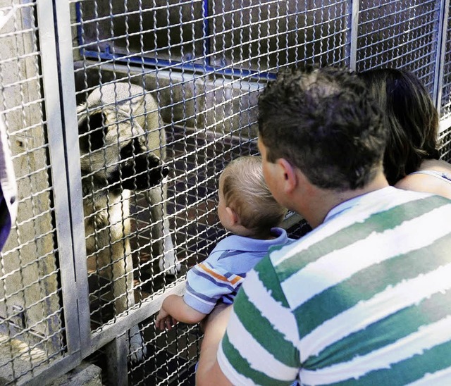 Na, nehmt Ihr mich mit heim?   Gestern im Lahrer Tierheim.   | Foto: W. knstle