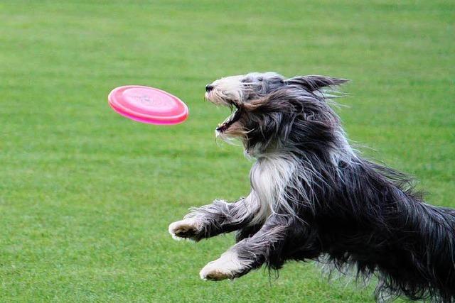 Deutsche Meisterschaften im Hunde-Frisbee