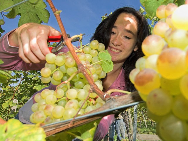 Se Trauben  bilden die Grundlage  fr einen guten Wein.  (Archivbild)  | Foto: Siegfried Gollrad