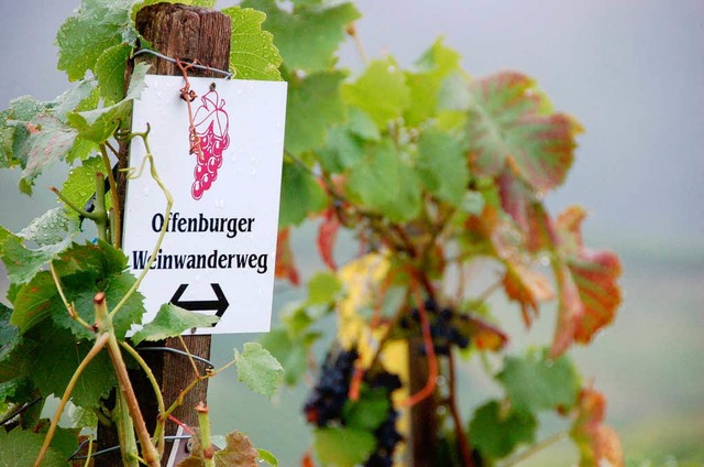 Am kommendeSonntag steigt der 11. Offenburger Weinwandertag.  | Foto: Helmut Seller