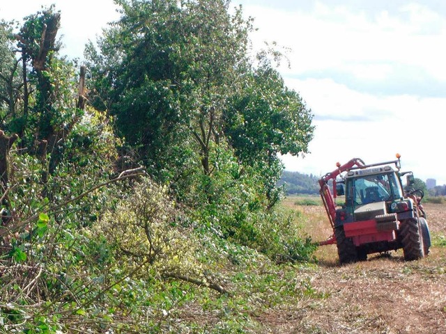 Biotop oder wertloses Gestrpp? Fr Landwirt Karl Silberer ist es letzteres.  | Foto: Jakob Rid