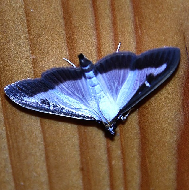 So sieht der Znsler als Schmetterling aus.  | Foto: Ralf Staub