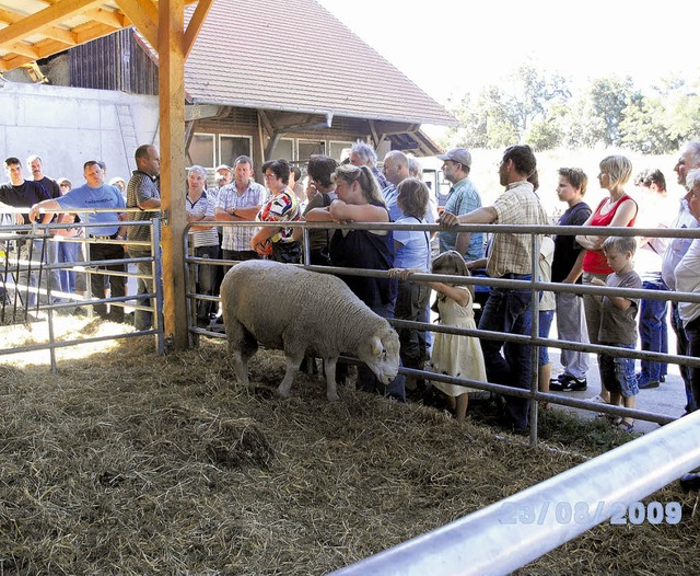 Die Schafhaltergemeinschaft Hochrhein ... auf der Domne Hohentwiel bei Singen   | Foto: privat