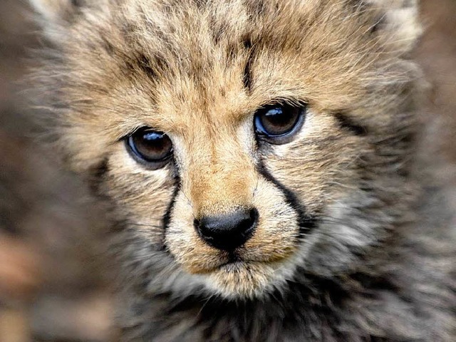 Leopardenbaby im Basler Zoo  | Foto: Copyright Zoo Basel