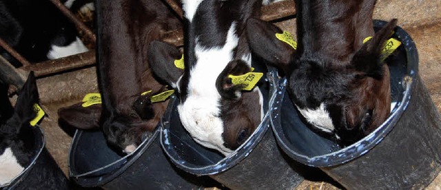 Mahlzeit! Die Khe lassen es sich schm...lich wird gefttert &#8211; jeden Tag.  | Foto: Silke Kohlmann