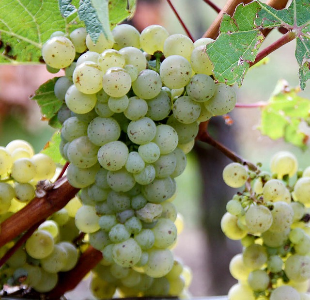 Auch in Oberrotweil am Kaiserstuhl hat dieser Tage die Weinlese begonnen.  | Foto: christine aniol