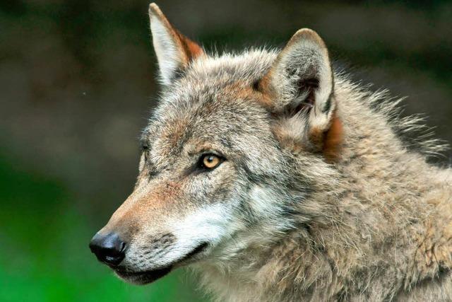 Experten bereiten die Rckkehr des Wolfes vor