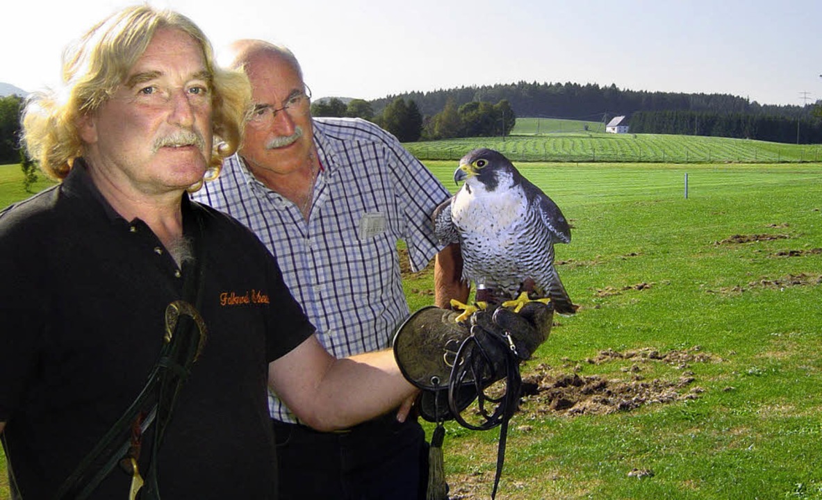 Ein Falke soll die Krähen vom Golfplatz verscheuchen - Titisee-Neustadt