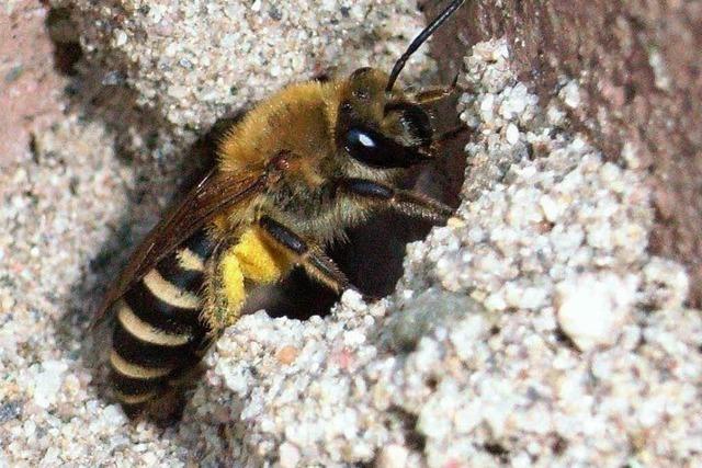 Harmlose Wildbiene verschreckt besorgte Eltern