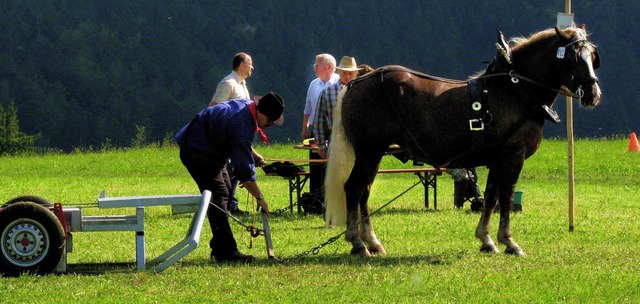 Zugleistungsprfung 2009 Stute &quot;F...Titisee-Neustadt Fotos: Monika Rombach  | Foto: Monika rombach