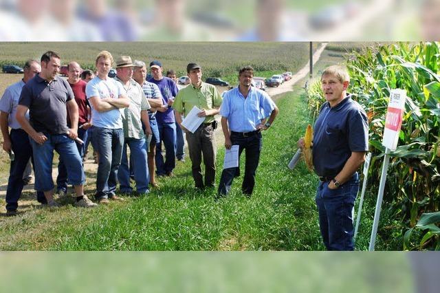 Strengere Auflagen fr Maisanbau