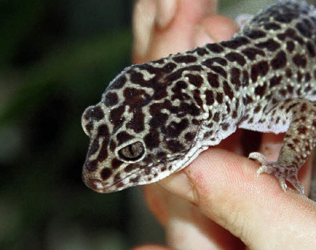 Leopardgeckos kommen natrlicherweise ... vor und bentigen deshalb viel Wrme.  | Foto: Silvia Faller