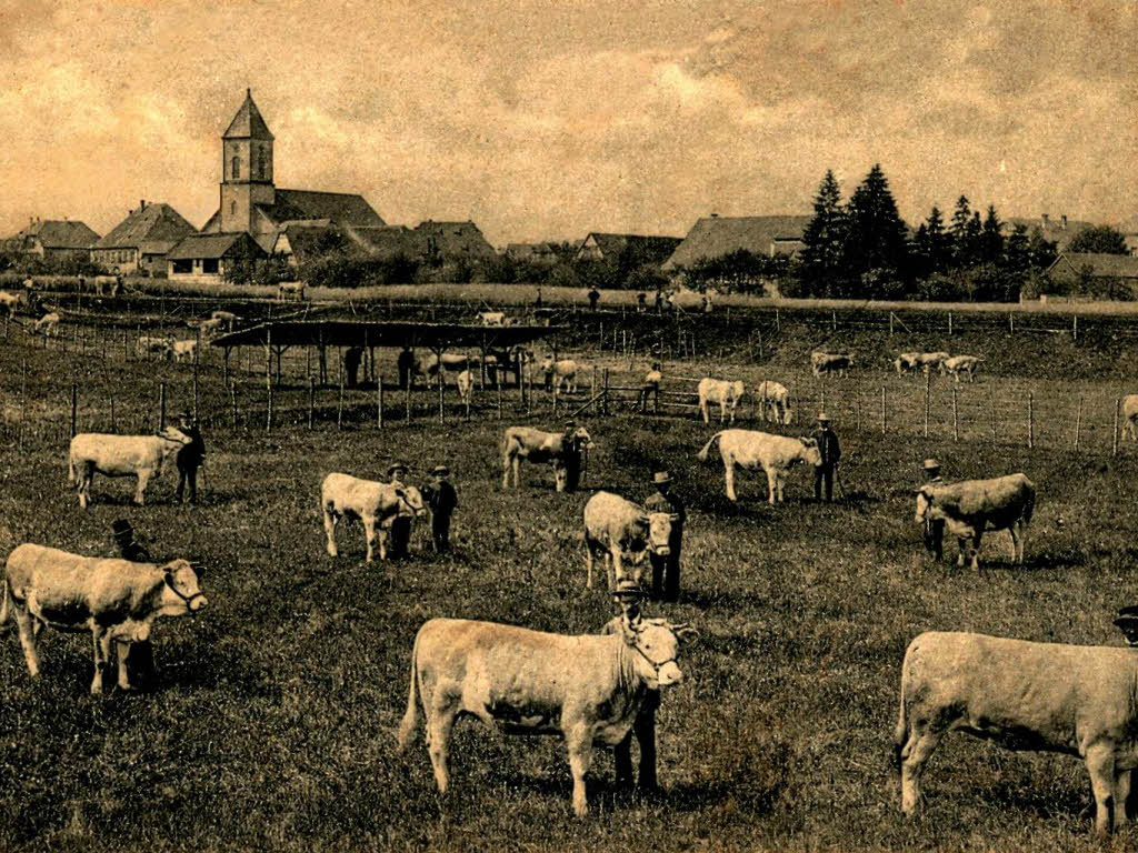 Jungviehweide um 1907