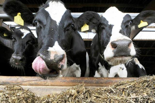 Bauern liefern 13 Prozent weniger Milch