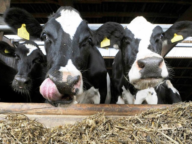 Die Bauern fordern faire Preise fr die Milch.  | Foto: dpa