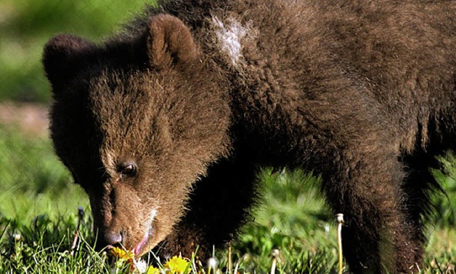 So wie dieser kleine Braunbr sehen au... Bewohner des Berner Brengrabens aus.  | Foto: dpa