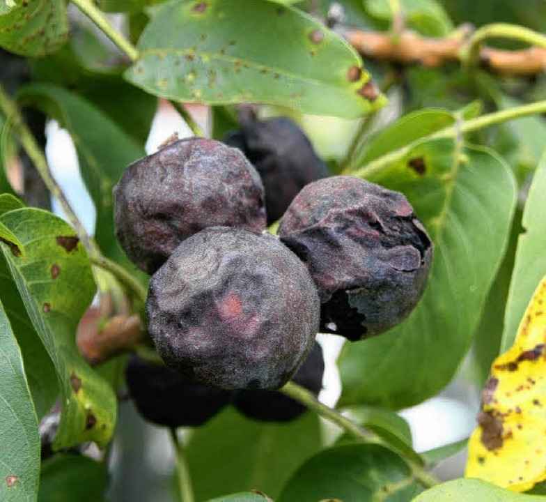 <Bildtext>Im Breisgau sind in diesem H...e N�sse werden schwarz.    </Bildtext>  | Foto: Silvia Faller