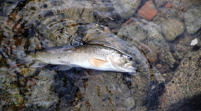 Das Chlor ttete im Juni nicht nur Fis...esen, die Fischen als Nahrung dienen.   | Foto: Maier