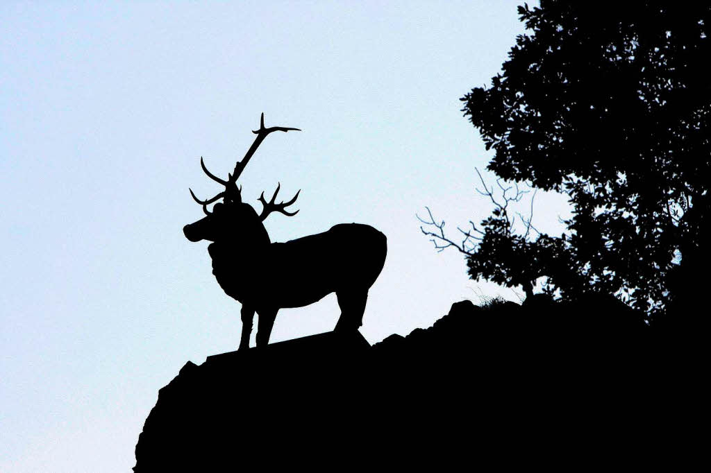 Knallgrün und hellblau: Der Hirsch im Höllental. Knallgrün und hellblau: Der Hirsch im Höllental.