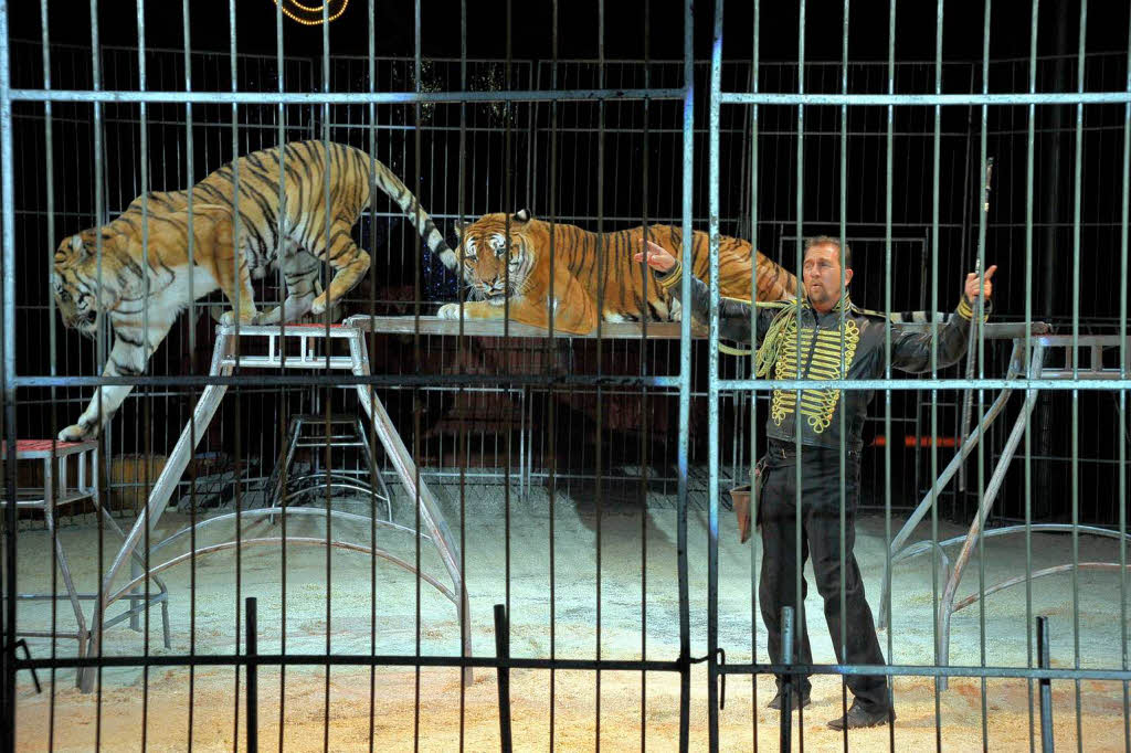 Daniel Renz und seine Tiger.