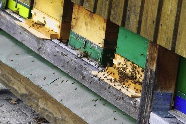 Bienen leisten wertvolle Arbeit