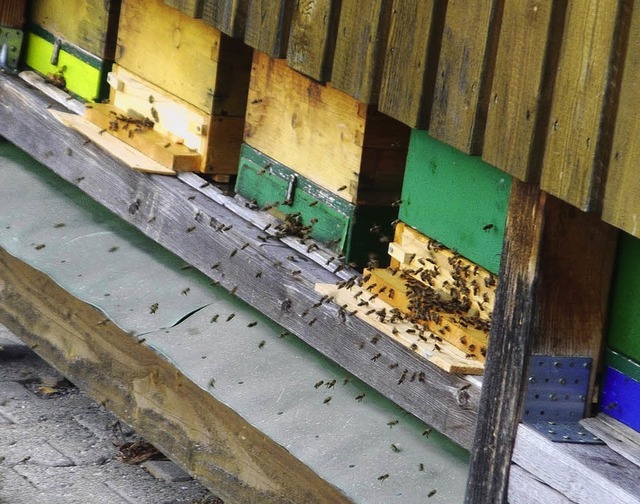 Die Bienen leisten wertvolle Arbeit. S...napp 80 Prozent der Bltenbestubung.   | Foto: ana