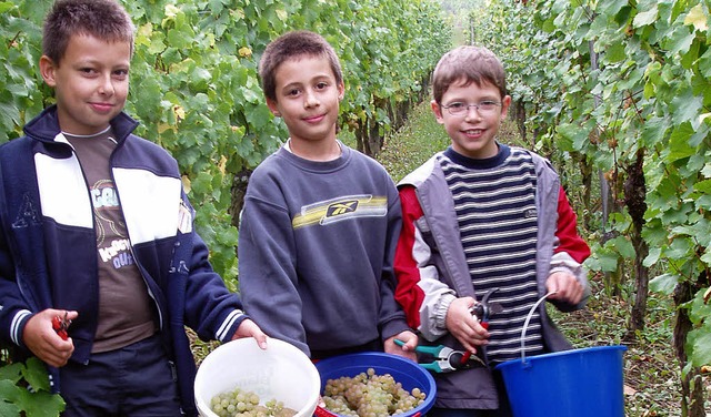 Oberweierer Grundschler bei der Weinlese  | Foto: Privat