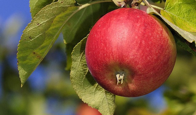 Der Apfel sieht gesund   aus und kann dennoch  verseucht  sein.   | Foto: dpa