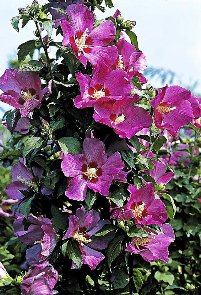 Ein attraktiver Blher ist der Gartenhibisus.   | Foto: pdm/dpa