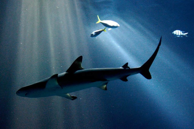 Dieser Hai hat Glck: Er wird nicht gejagt und kann friedlich im Meer schwimmen.  | Foto: dpa