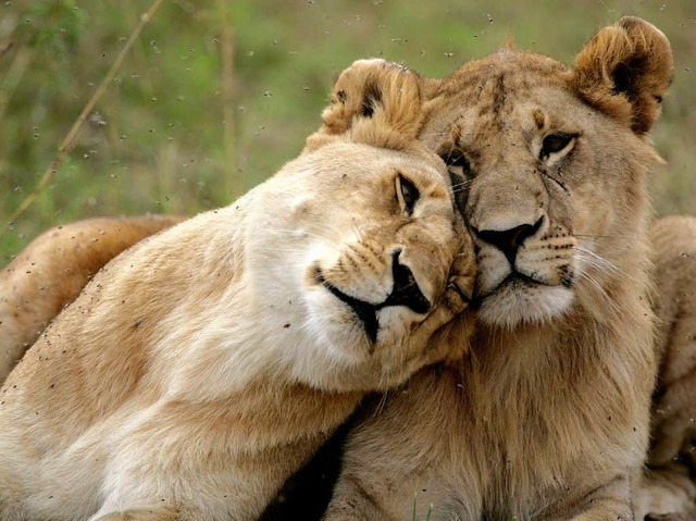 Die Lwen in Afrika liegen gemeinsam im Schatten und kuscheln.  | Foto: dpa