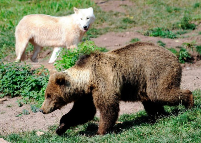 Bren und Wlfe in freier Wildbahn.  | Foto: dpa