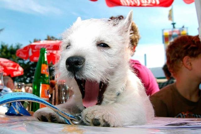 Fotos: Kaiserbergfest in Ettenheim