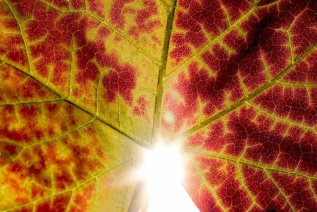 Die Herbstbltter erstrahlen fr uns in ihren schnsten Farben  | Foto: dpa