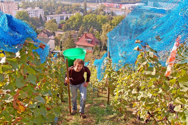 Schwer zu tragen hatten die Winzer, um...Trauben den Steilhang hinaufzubringen.  | Foto: Vollmar