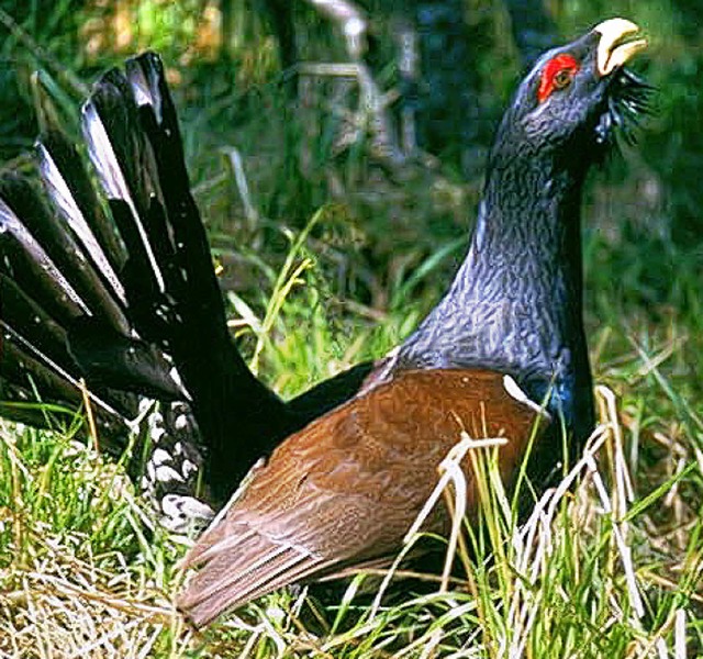 Er und seine Artgenossen  landen gerne...   | Foto: Haus der Natur