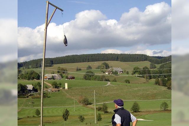 Ein Falke, drei Bussarde und ein Jger